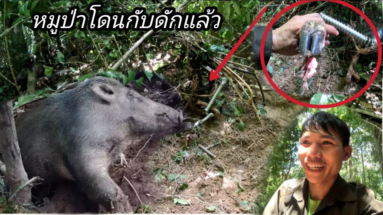 หมูป่าโดนกับดักแล้วตัวแรกของพานมอญได้ซอยจุ๊ตีน/ຫມູປ່າໂດນກັບດັກແລ້ວ