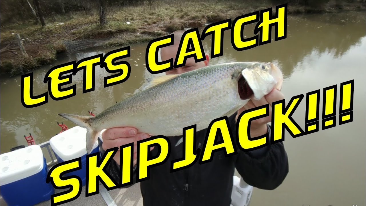 HOW TO CATCH SKIPJACK Tips, Tricks, Secrets to Catch Skipjack. Let's catch Skipjack