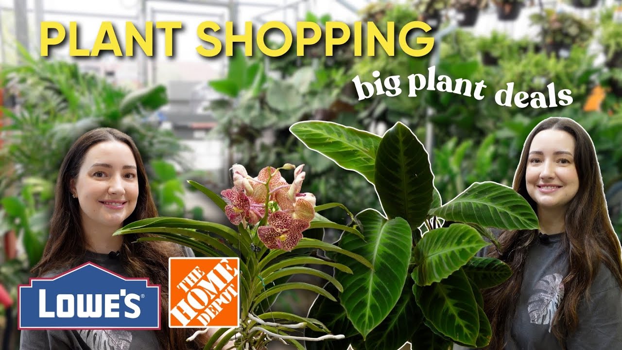 Big Box Store Plant Shopping Lowe's & Home Depot 🌿 | August 2025