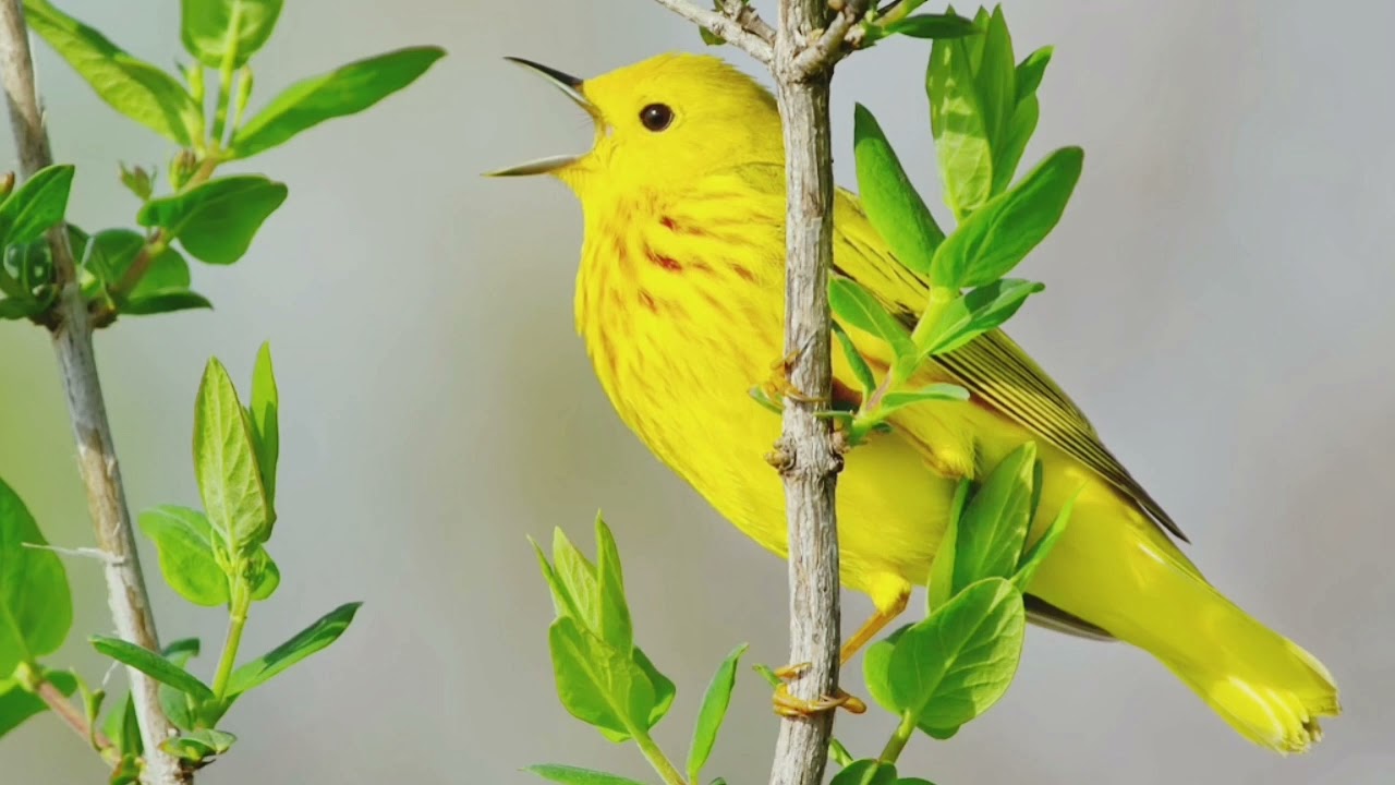 yellow warbler sound