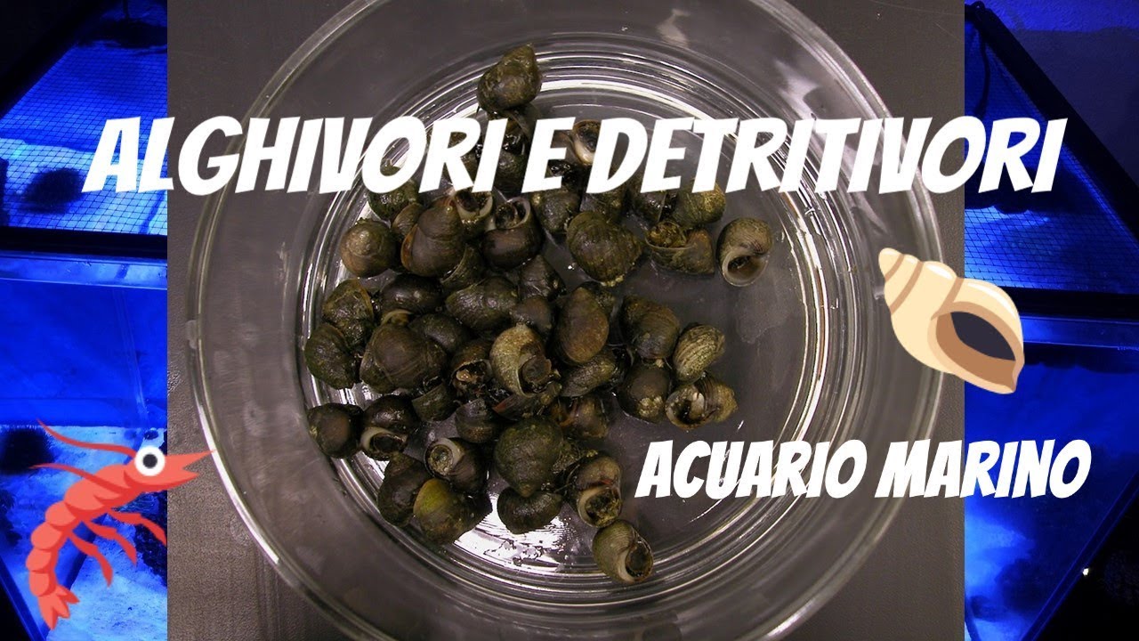 Alghivori e Detritivori Acquario Marino