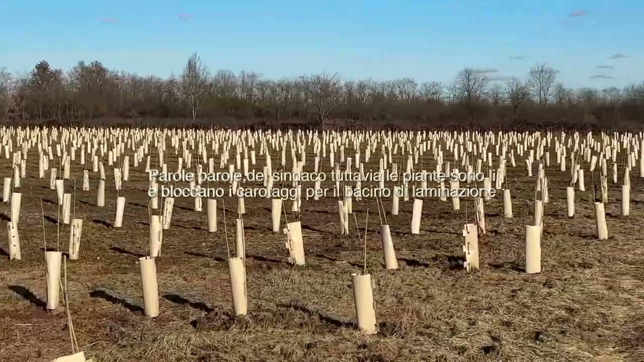 alberi nel luogo sbagliato