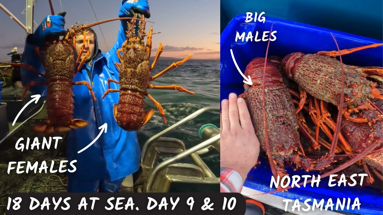 Massive female lobsters, do we go home? or stay? Day 9 and 10. North East of Tasmania