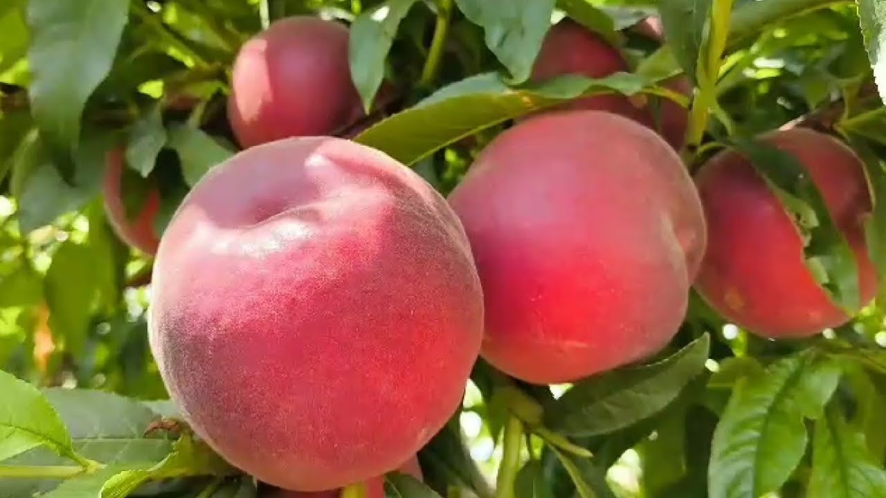 Персик Екстрім-6. Peach Extreme-6. Відмінний сорт для споживання і комерційних насаджень