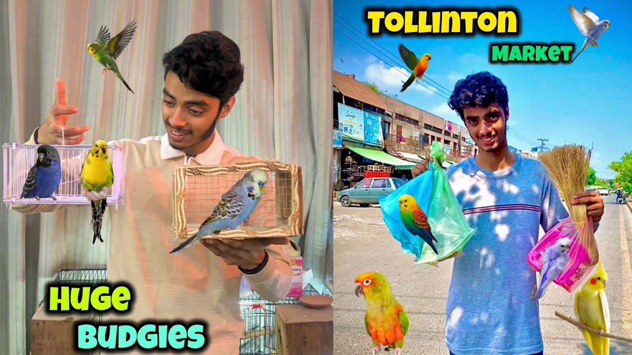 Bht pyaary exhibition budgies le liye😍|Tollinton market lahore🐣|Birds market lahore