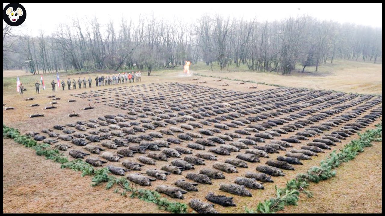 How American Farmers Deal with Millions Of Wild Boars Invading Farms And Cities