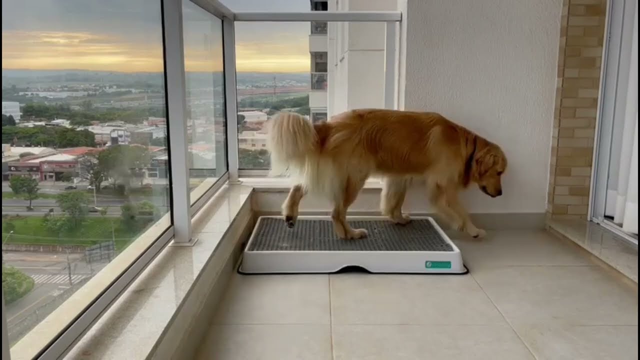 Weasy Smart Potty