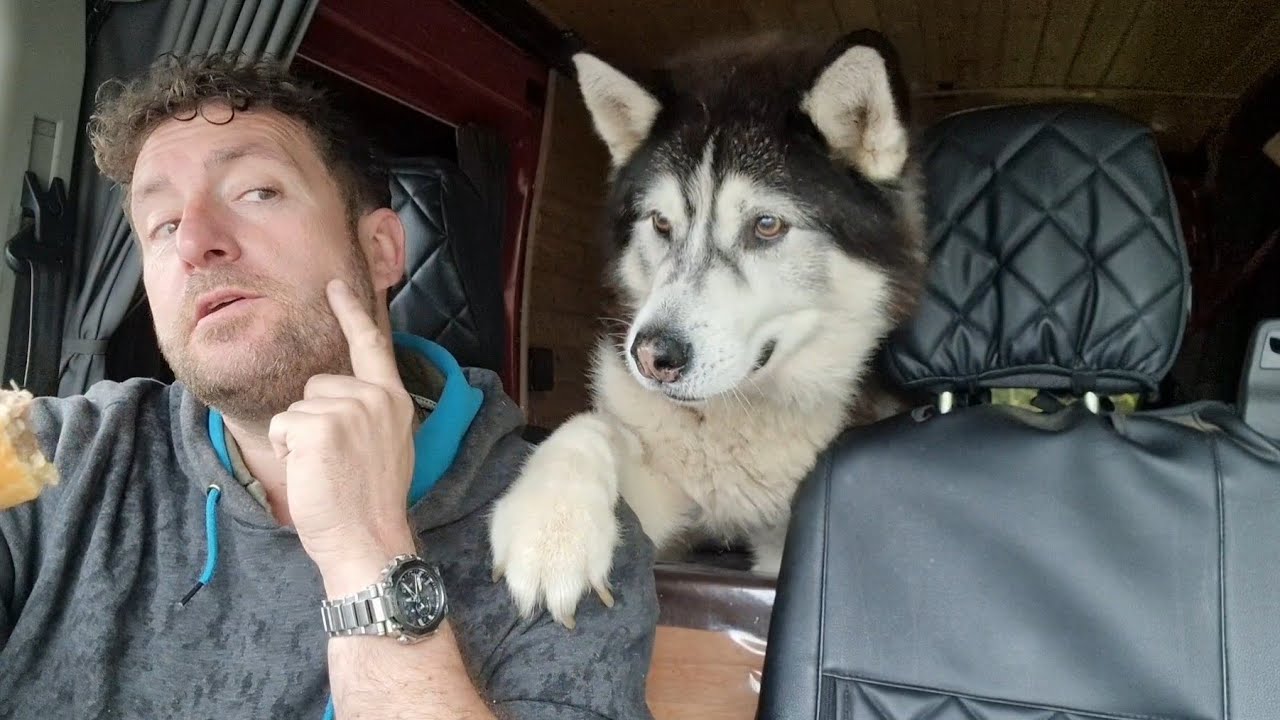 Husky Really Wanted This! So I Gave It To Him!