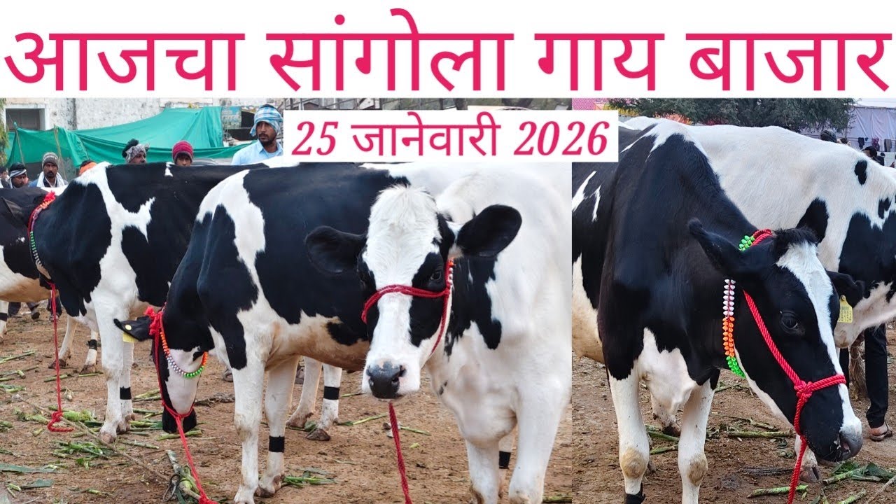 🛑 आजचा सांगोला गाय बाजार 25 जानेवारी 2026 🛑
