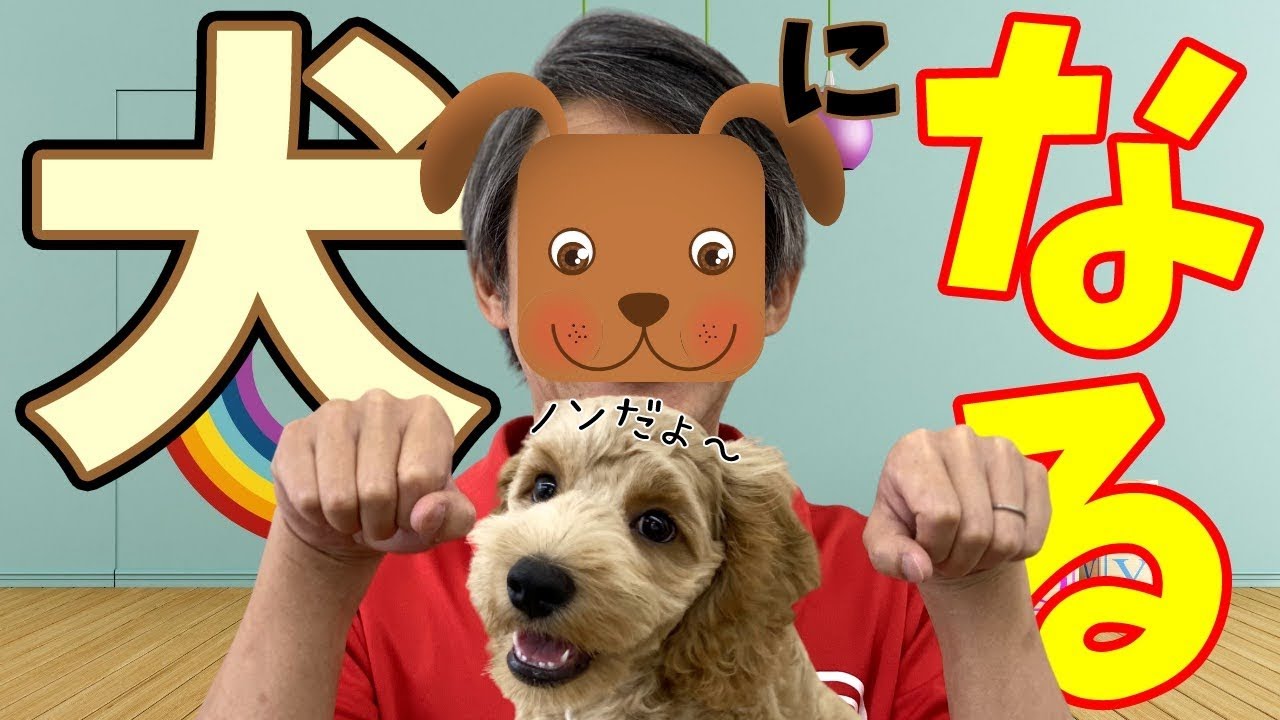 【子犬のしつけ】子犬とどんどん仲良くなれる遊び方。