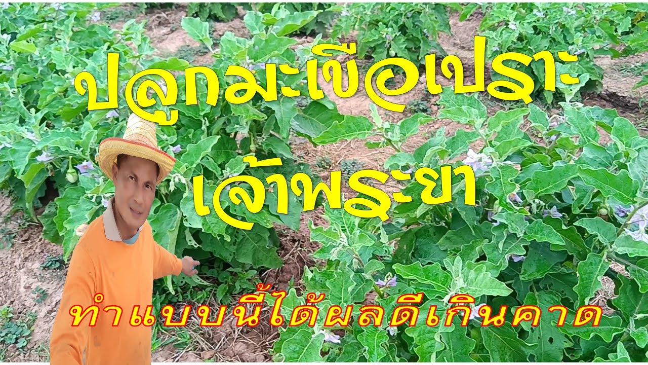 ปลูกมะเขือเปราะเจ้าพระยา ทำแบบนี้ได้ผลดีเกินคาด