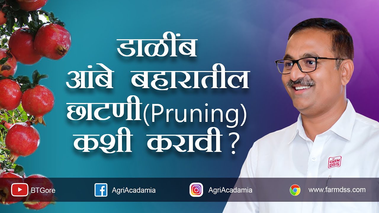 Pomegranate Pruning in Ambe Bahar | आंबे बहारात डाळिंबाची  छाटणी कशी करावी?