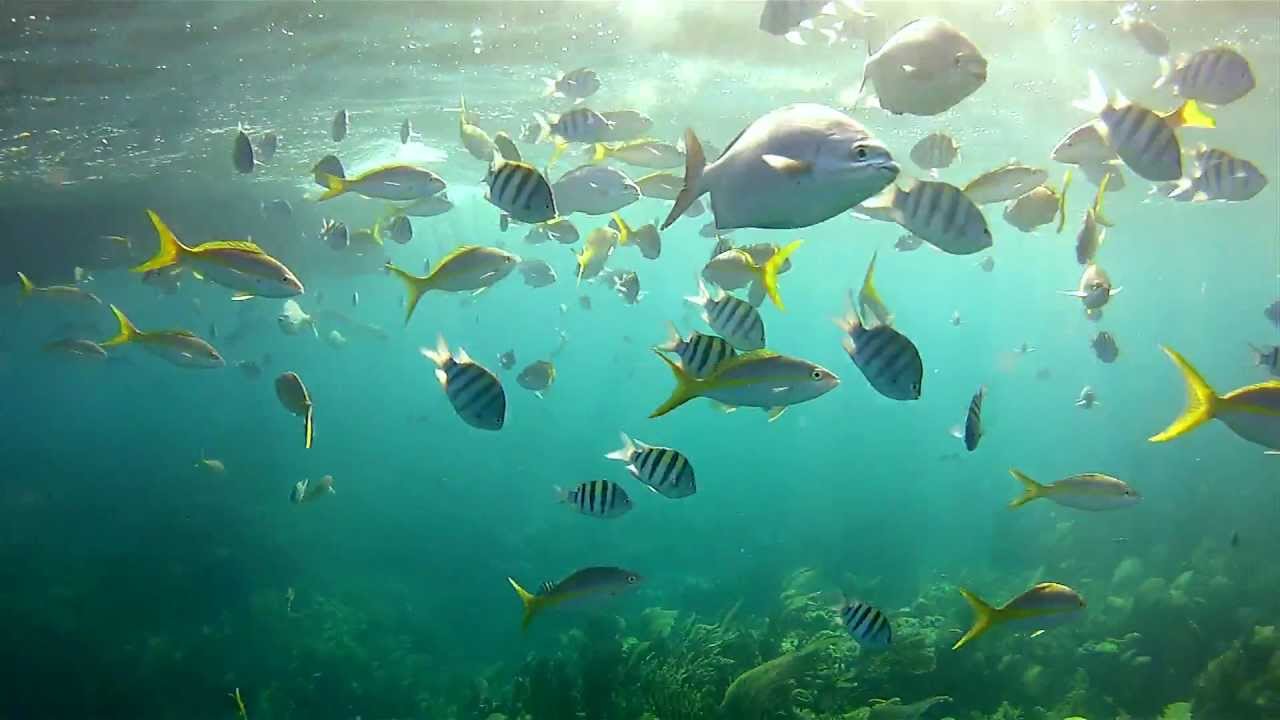 Key Largo Reef Snorkeling and Christ of the Abyss