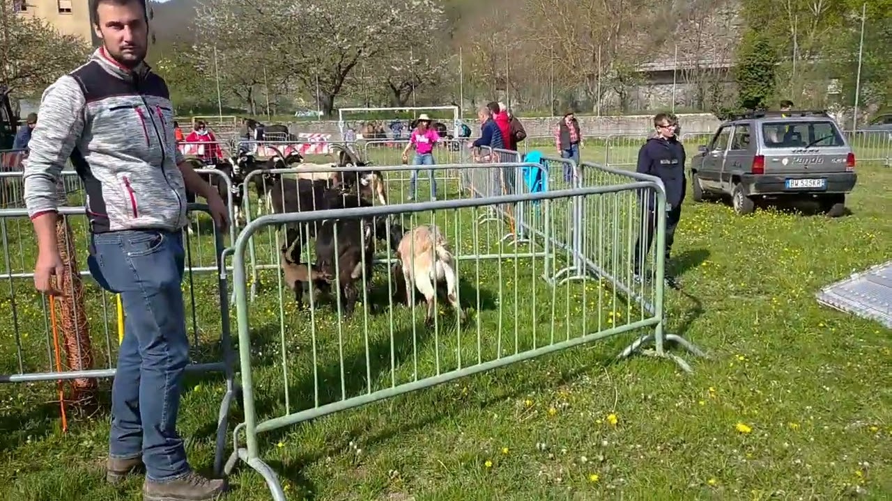 Ottone fiera del bestiame 2023