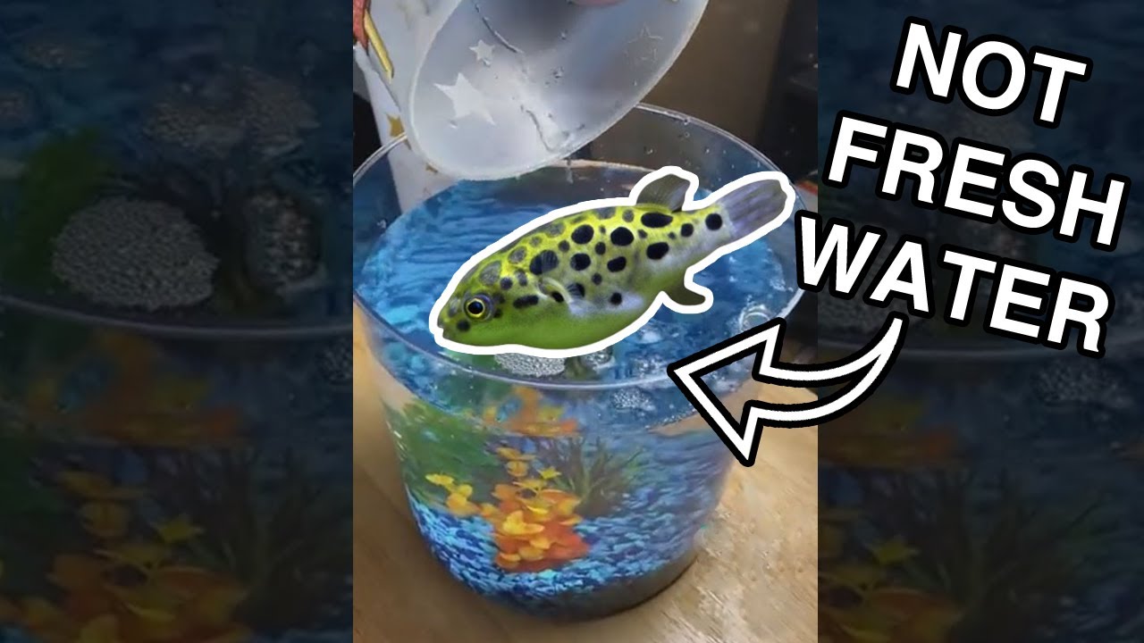 BEGINNER Fishkeeper gets a PUFFER fish, WCGW? | Fish Tank Review 193