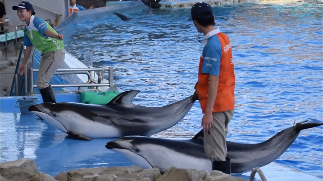Port of Nagoya Dolphin Show (full show) on October 8, 2025 at 1:00 PM