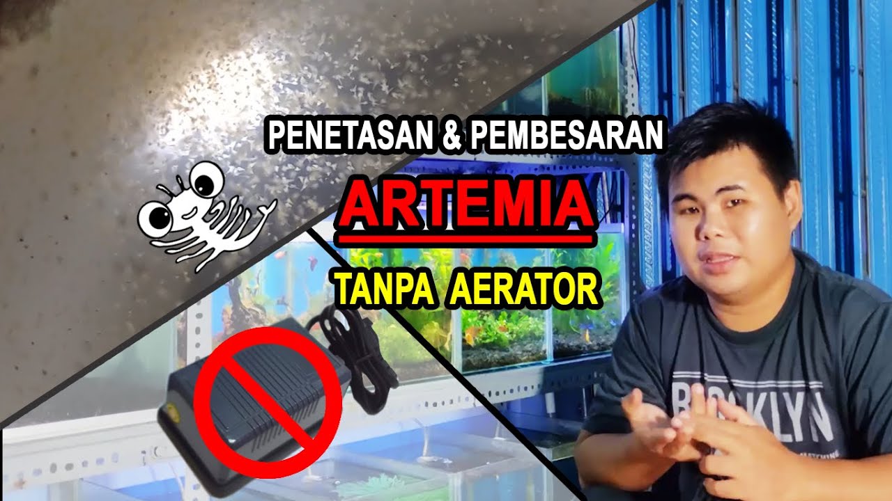 Penetasan & Pembesaran Artemia Tanpa Areator, Bisa My Bos