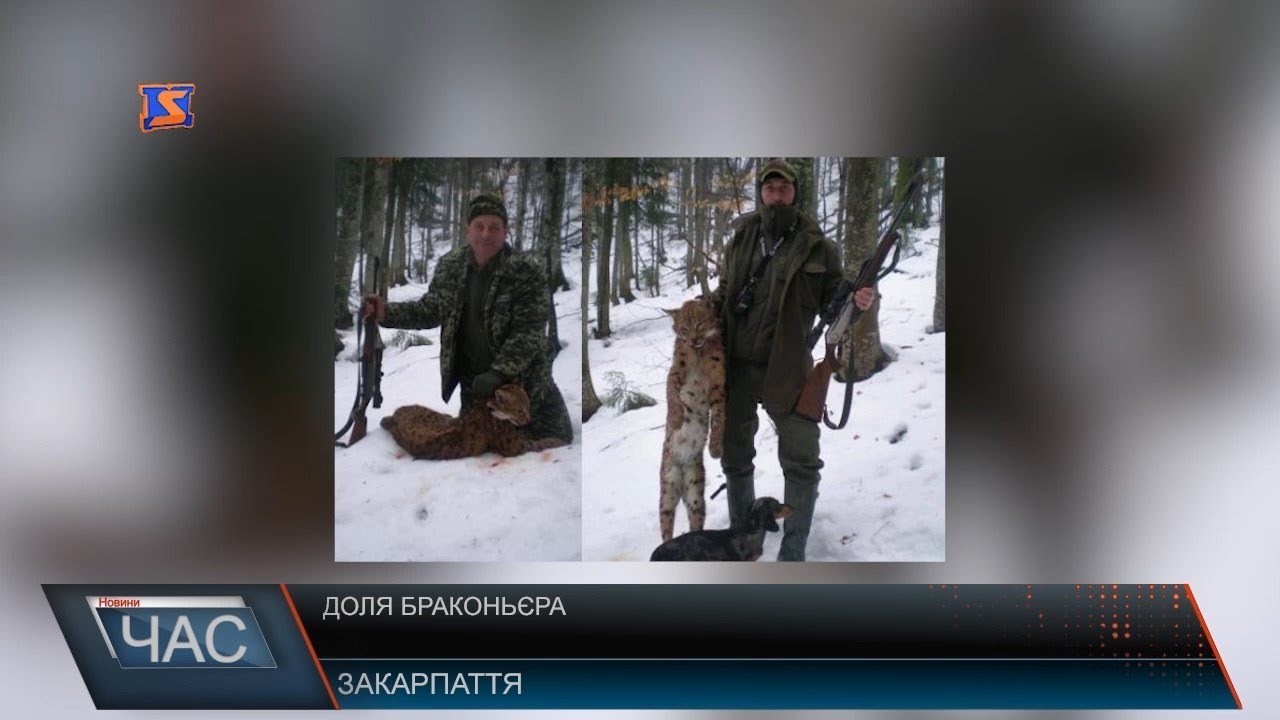 Рахівський лісник знайшов рись вже вбитою - кажуть лісники