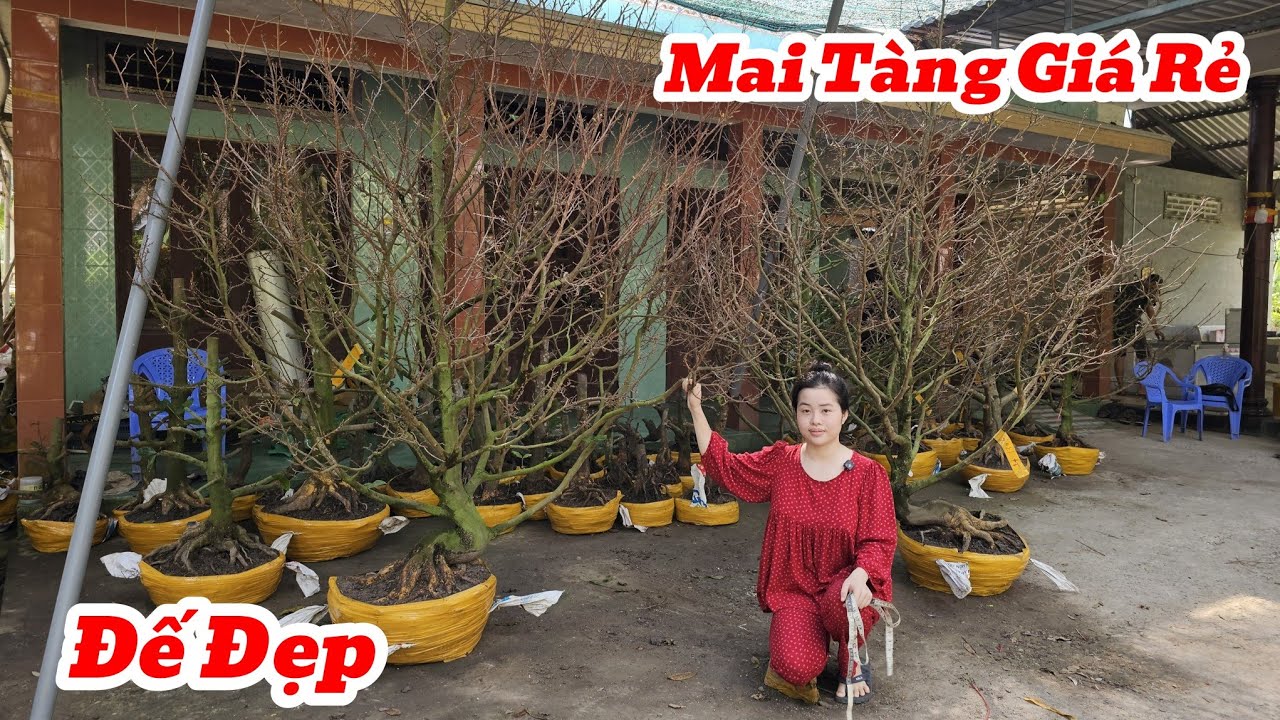 6/2☎️Mai Vàng Giá Rẻ☎️0386768133 Chị Như☎️Giao Lưu Mai Tàng Đều Hoành To Đế Đẹp Giá Mềm Sèo