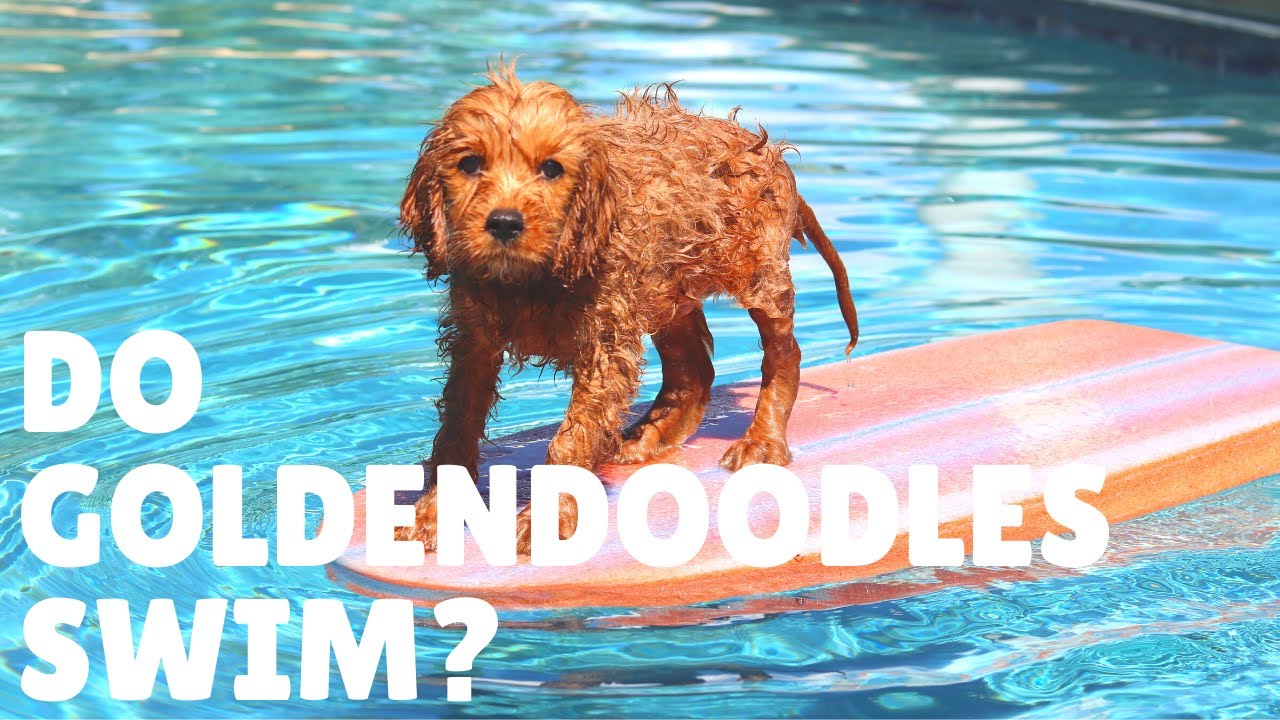 Can Goldendoodles Swim? Do Goldendoodles Like Water?