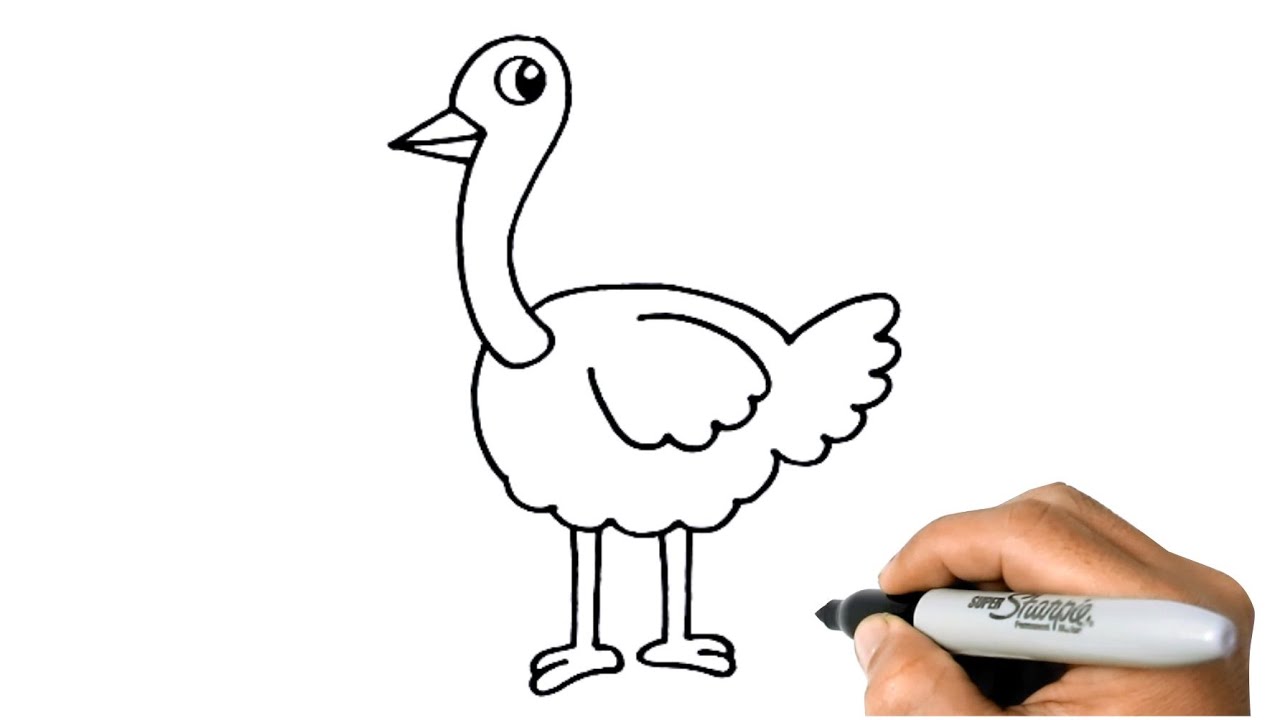 How to DRAW an OSTRICH Easy Step by Step Drawing Animals
