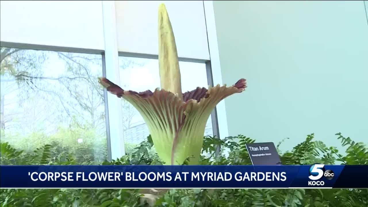 Corpse flower blooms at OKC's Myriad Gardens