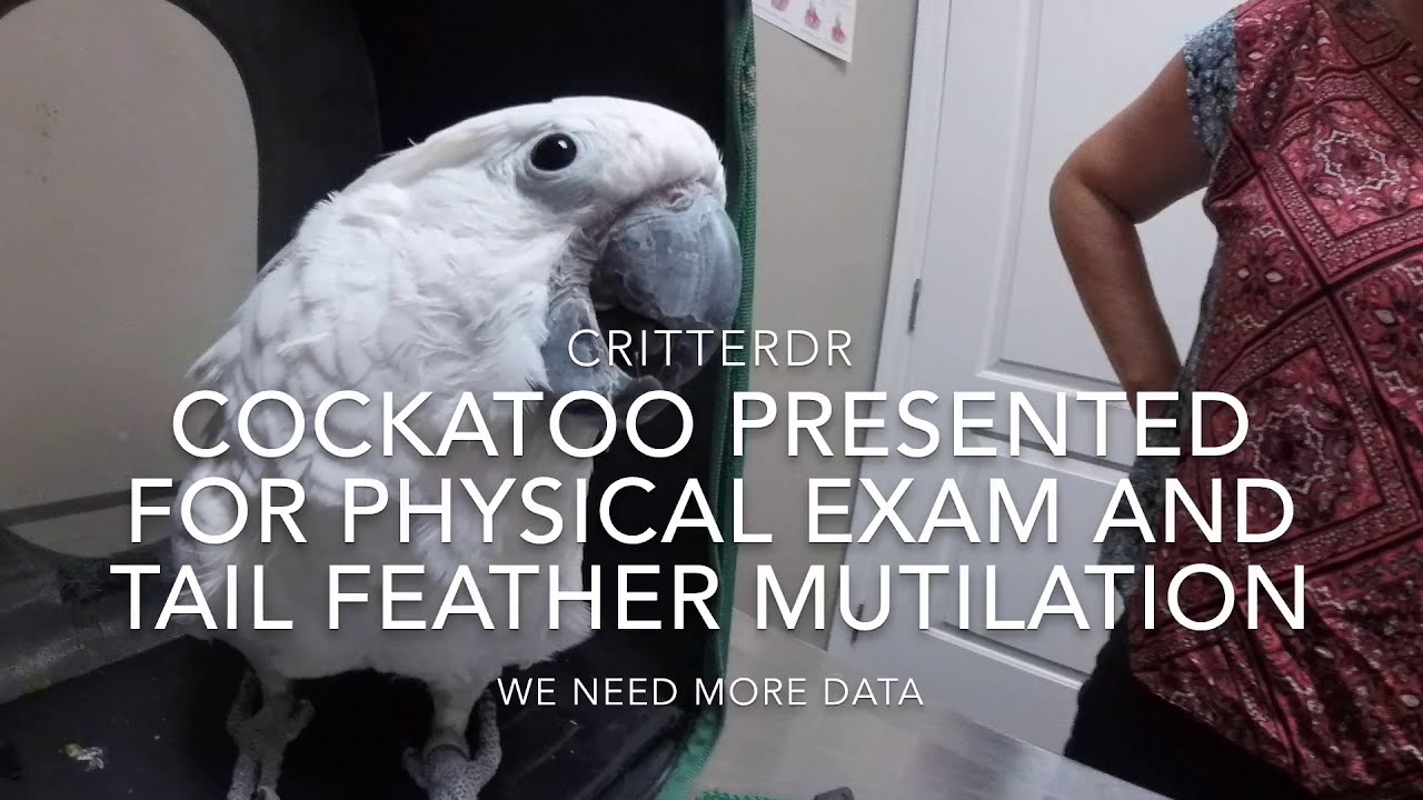 COCKATOO PRESENTED FOR PHYSICAL EXAM AND TAIL FEATHER MUTILATION