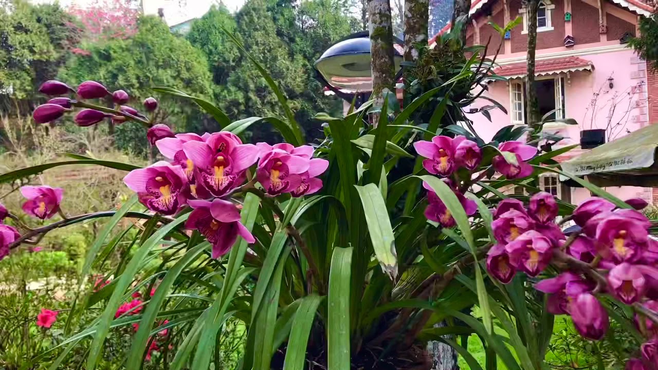 Sapa Garden bnb 2021