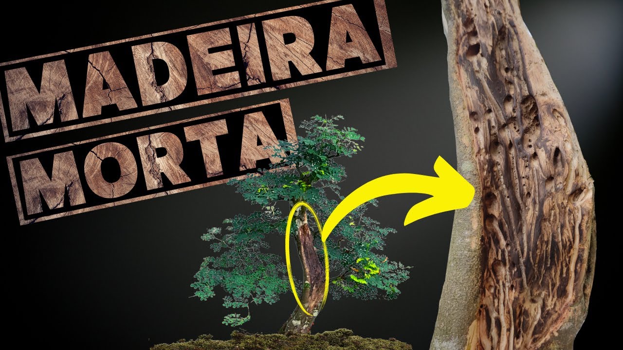 MADEIRA MORTA NO BONSAI 