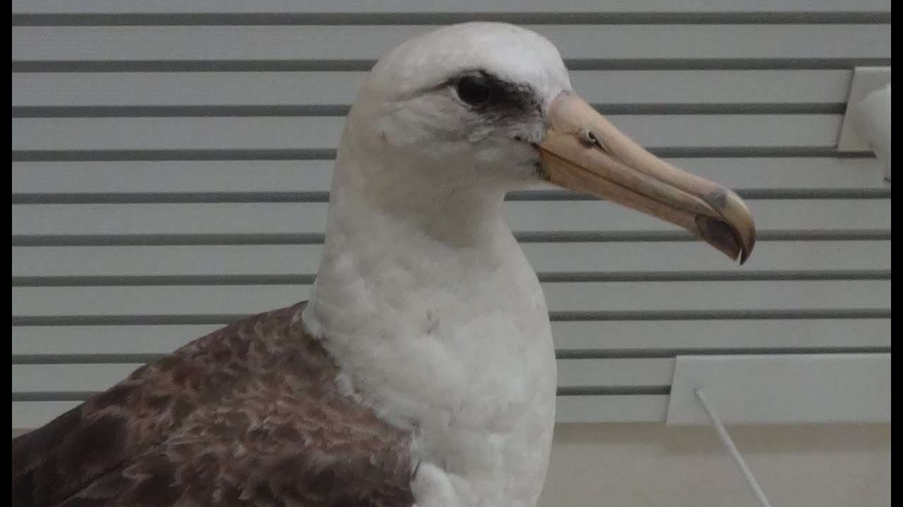 垂直尾翼の無い鳥型機：アホウドリの課題　アホウドリのように飛ぶ課題について考えます。