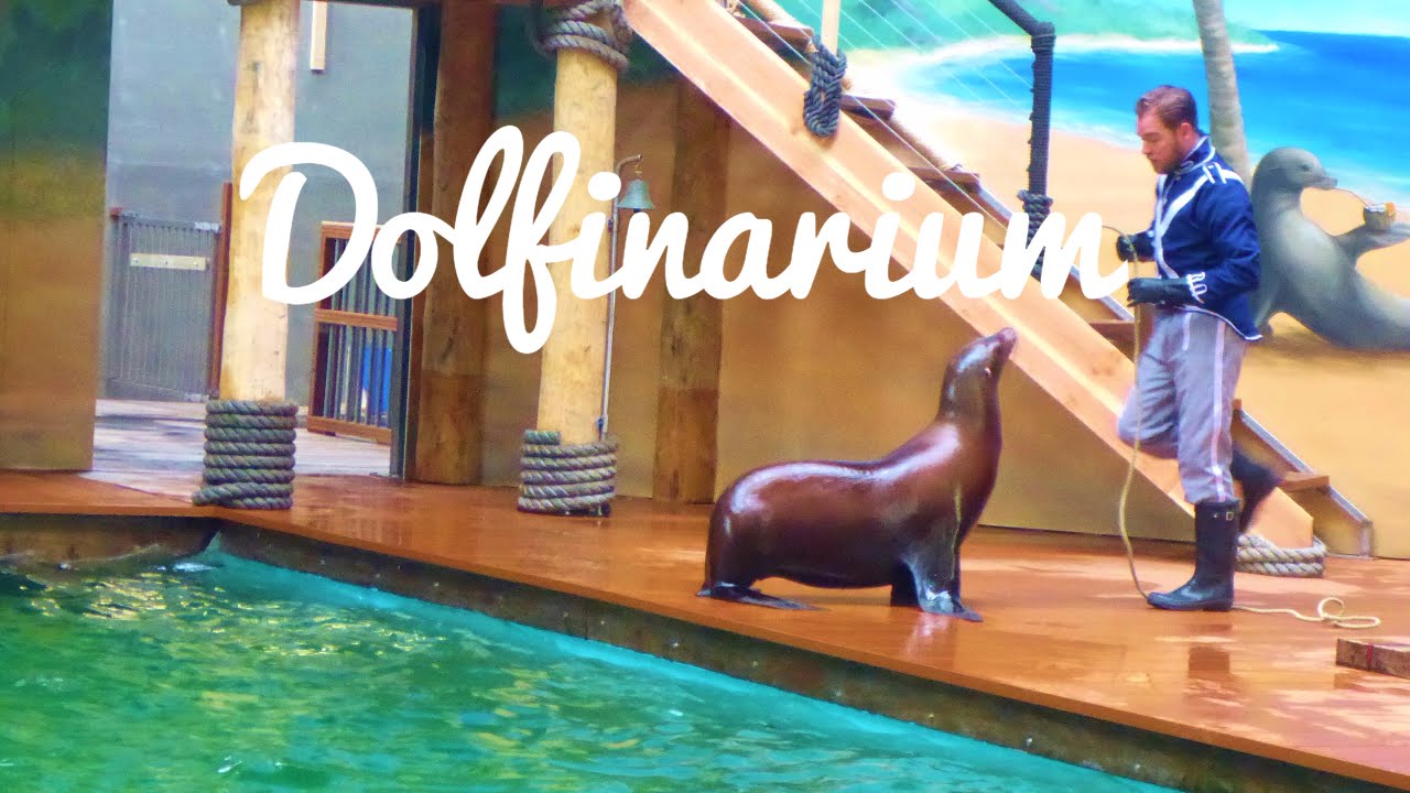 Dolfinarium Harderwijk - spetterende dolfijnenshow