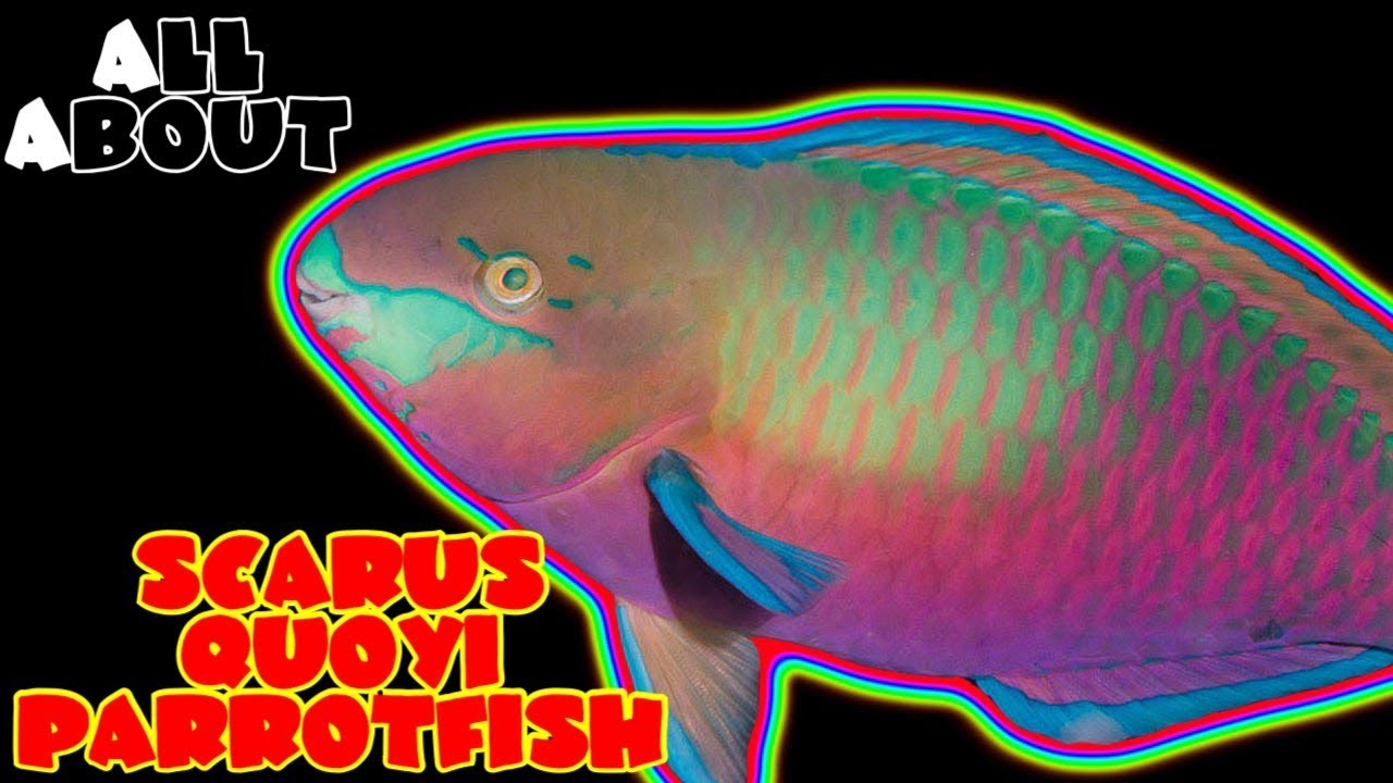 All About The Scarus Quoyi Parrot Fish or Greenblotch