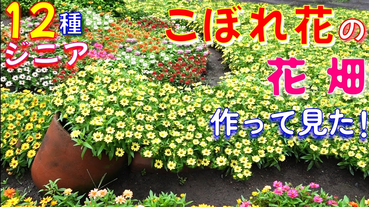 【こぼれ花と12種類のジニア・プロフュージョン花畑】種まきから開花