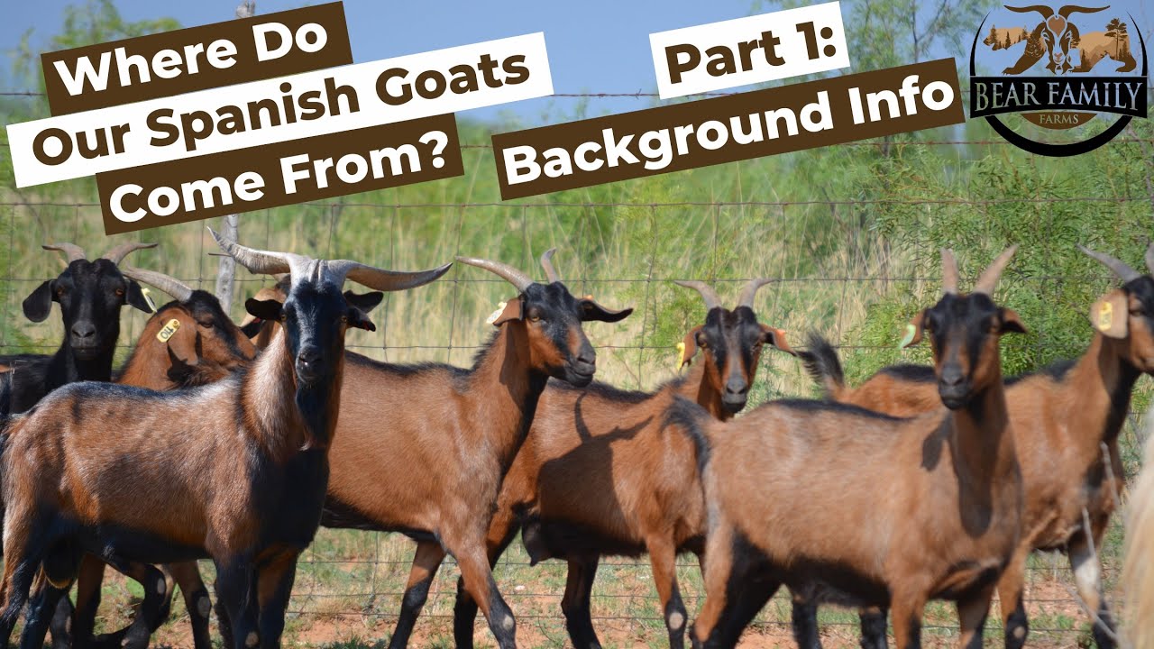 Where Do Our Spanish Goats Come From? | Part 1 of 3