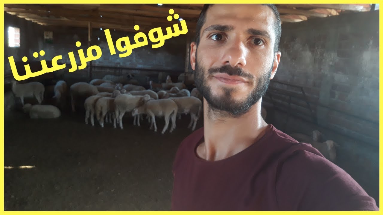 كيف تختار مزرعة لمشروعك في تربية الاغنام -نقاط مهمة#تقسيم_حظيرة_الأغنام