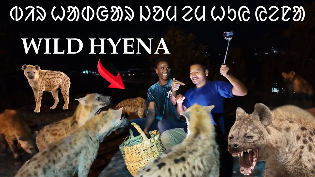 ᱵᱤᱨ ᱦᱟᱰᱜᱟᱨ ᱡᱚᱢ ᱮᱢ ᱦᱩᱭ ᱭᱮᱱᱟ || WILD HYENA FEEDING IN AFRICA #labahansda