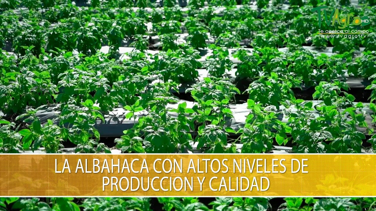 La Albahaca con Altos Niveles de Produccion y Calidad - TvAgro por Juan Gonzalo Angel Restrepo
