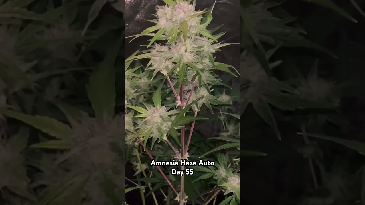Amnesia Haze Auto #garden #nature #plants #grow