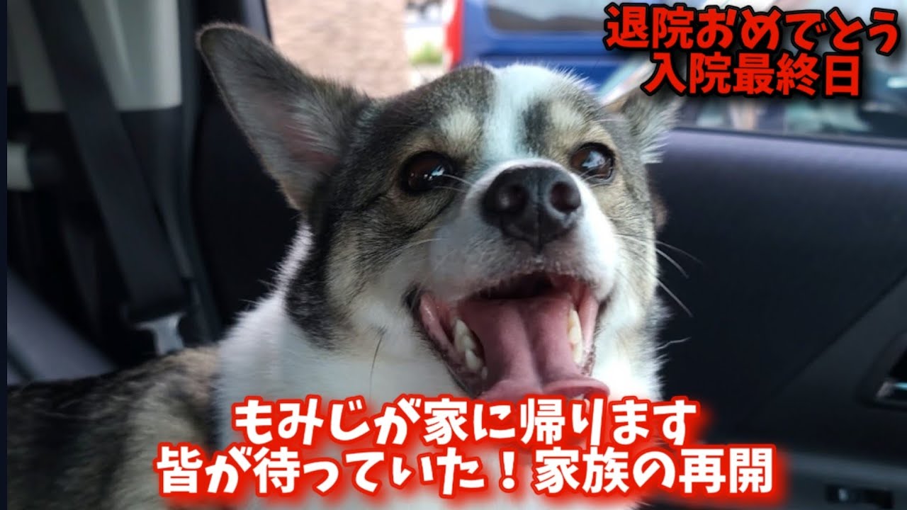 【感動】もみじの家はここだよ！家族の再会【帰る家】