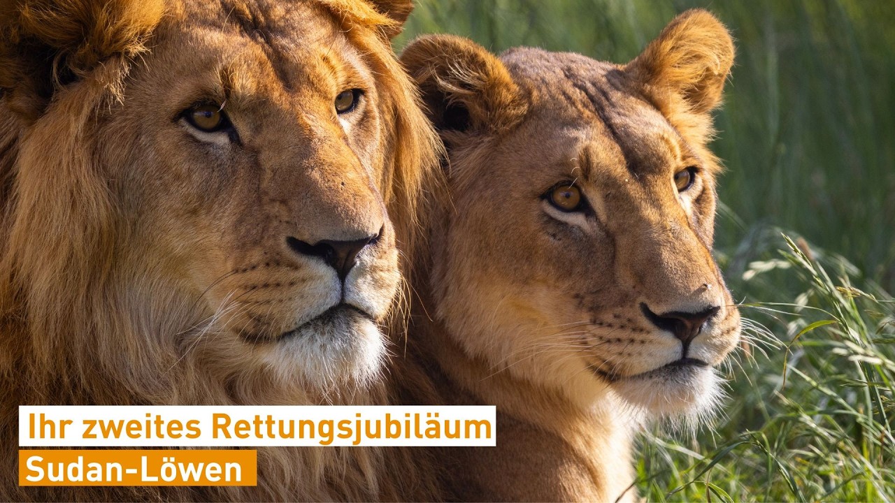 🦁 Sudan-Löwen: Zwei Jahre in Sicherheit 🌄 | VIER PFOTEN