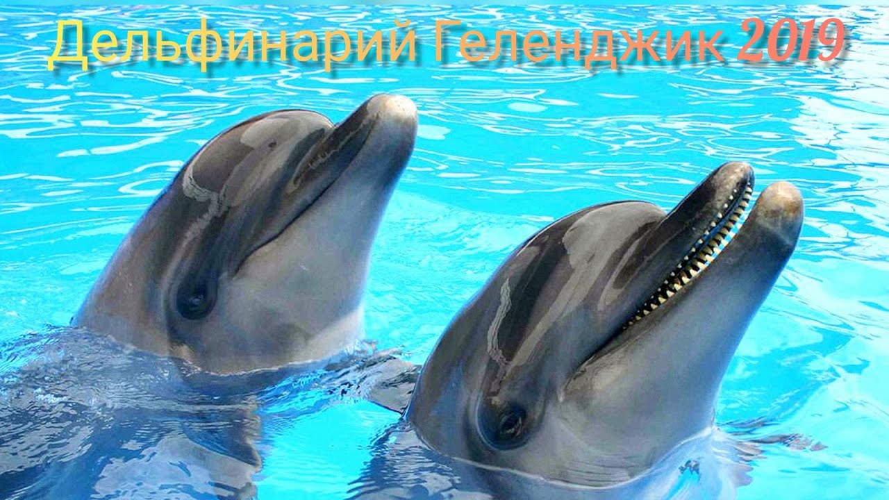 Дельфинарий. Геленджик 2019.