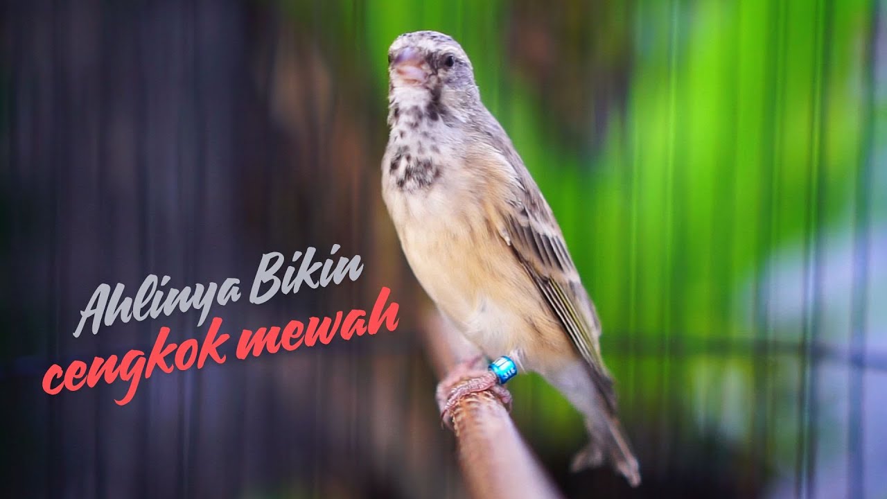 AHLINYA BIKIN CENGKOK MEWAH ! MASTERAN BLACKTHROAT GACOR SUARA JERNIH DURASI PANJANG IDAMAN
