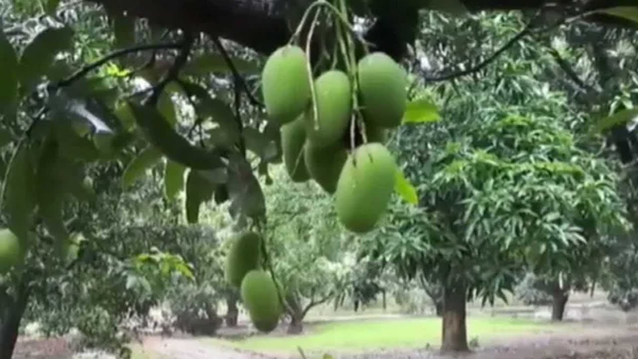 Mango Farmers Bear Losses Due To Rain, Thunderstorm In Meerut