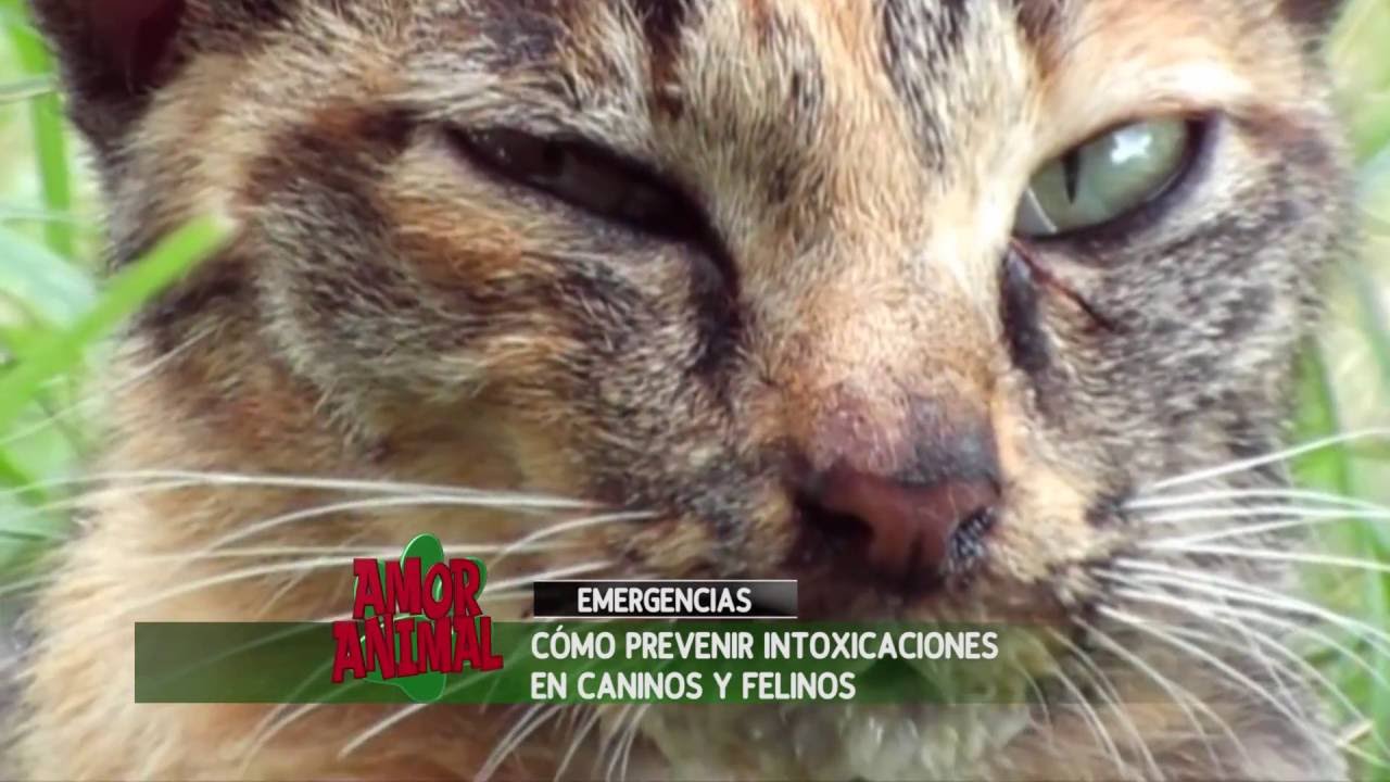 Intoxicaci&oacute;n de caninos y felinos. Qu&eacute; hacer y c&oacute;mo prevenirlas.