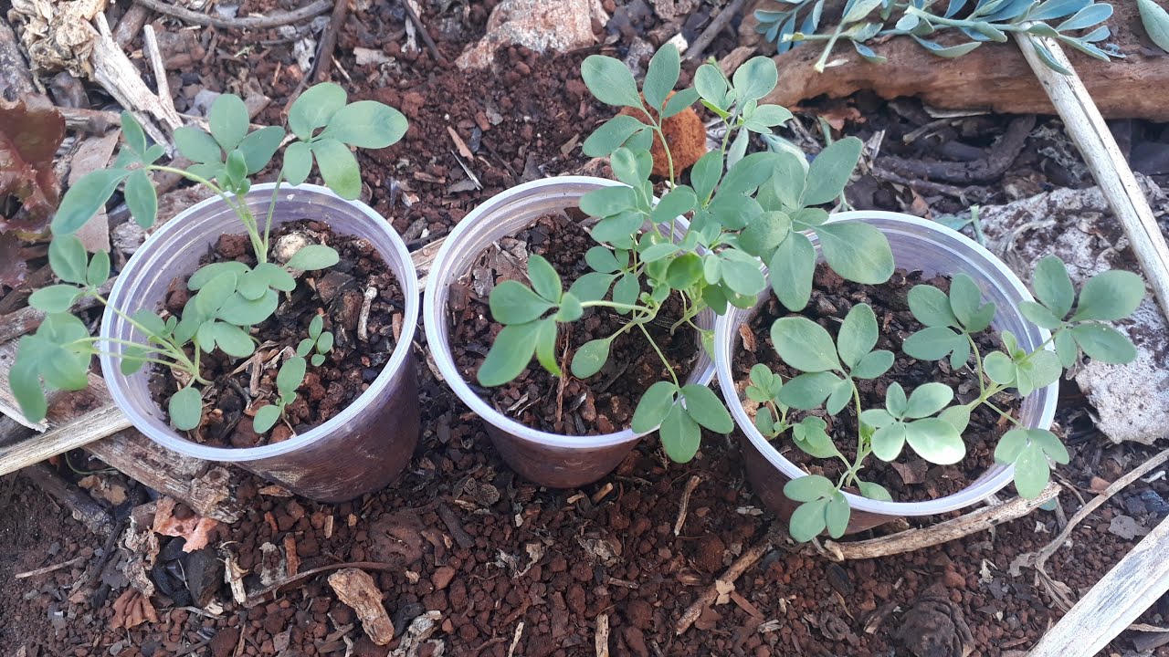 Como Plantar Arruda através da germinação das sementes