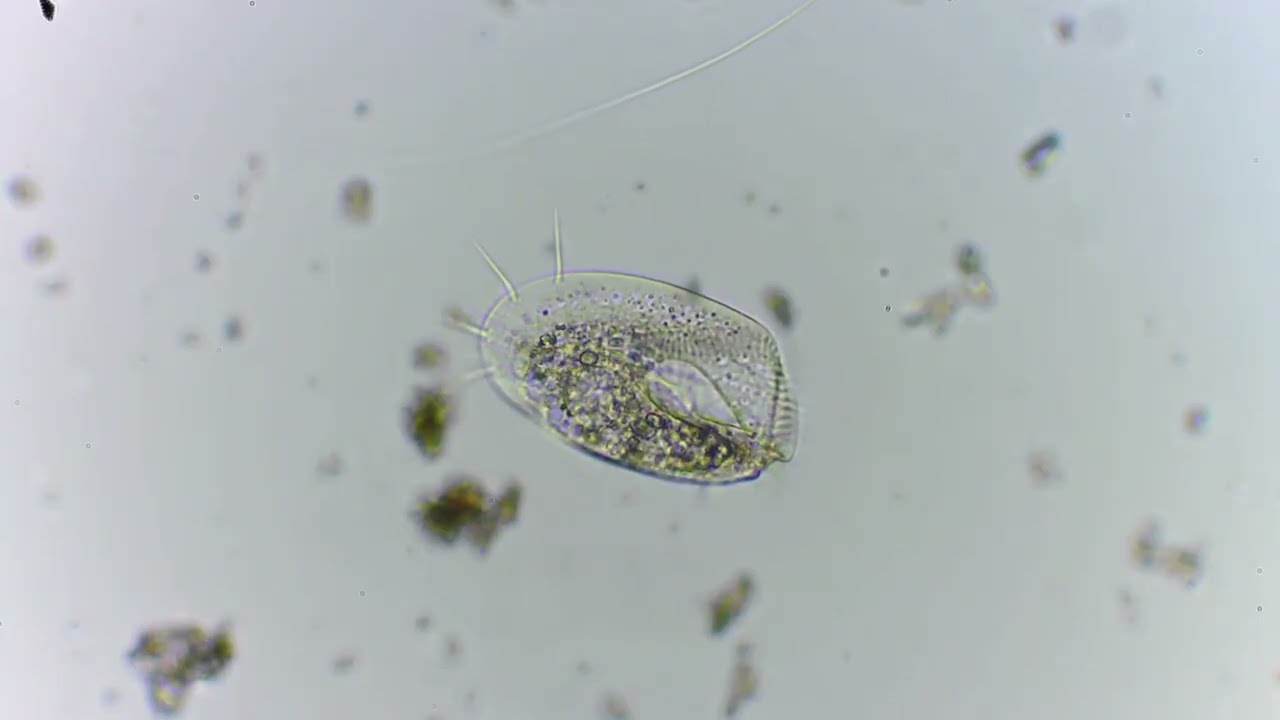 Spirotrich locomotion,200x