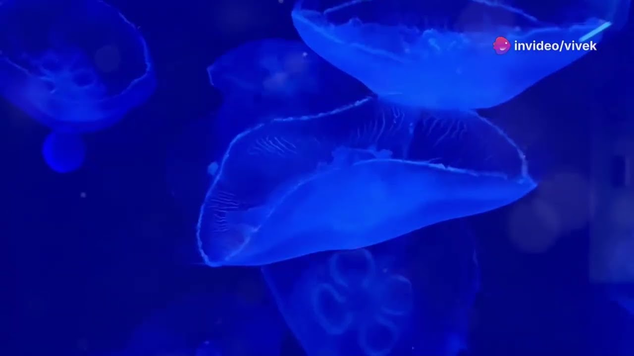 Lakshadweep tourisiom and sea