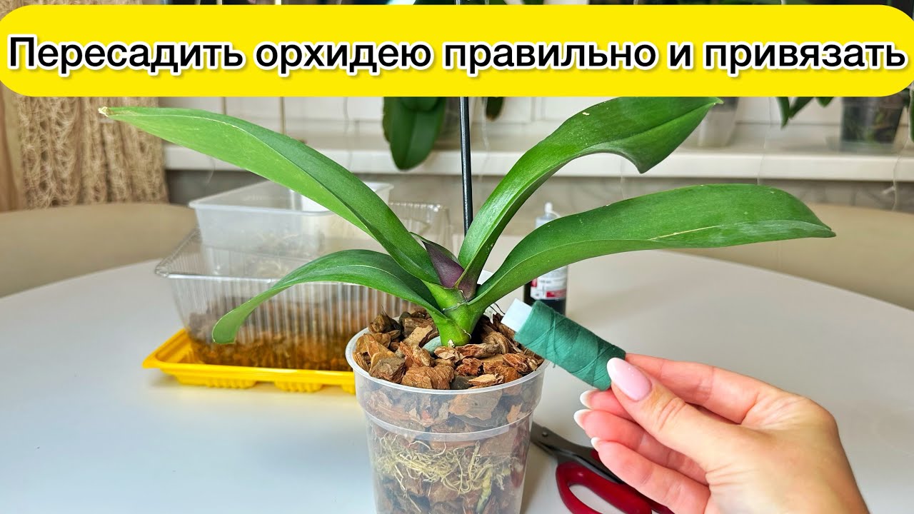 Пересадили орхидею неправильно? Вот правильный способ