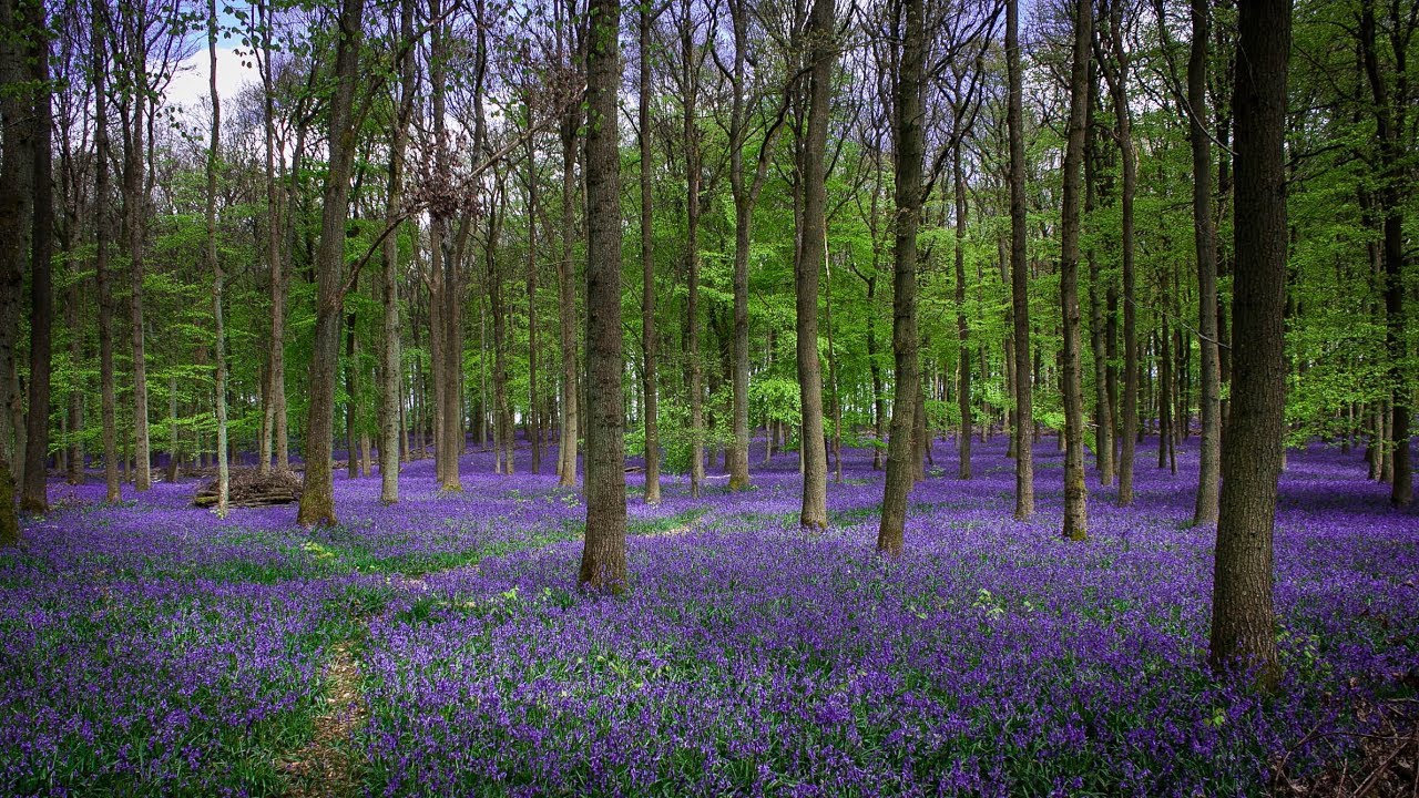 Dockey Wood Bluebells