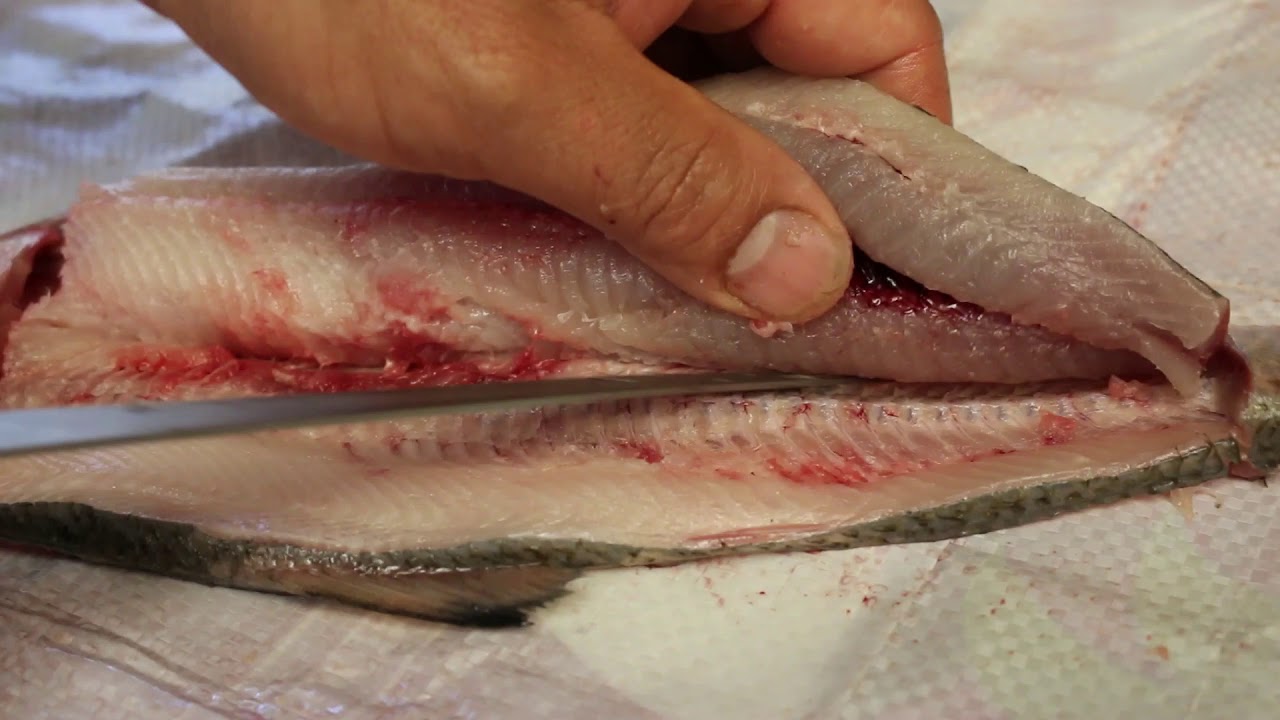 How To Clean, Fillet, Scrape American Shad.